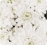Neutral colours